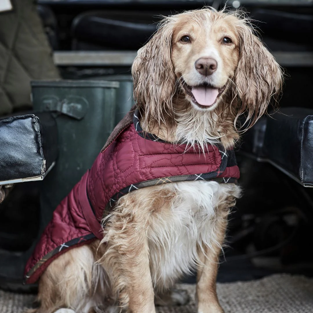 Barbour Dog Bone Quilted Dog Coat in Cranberry - Image 2