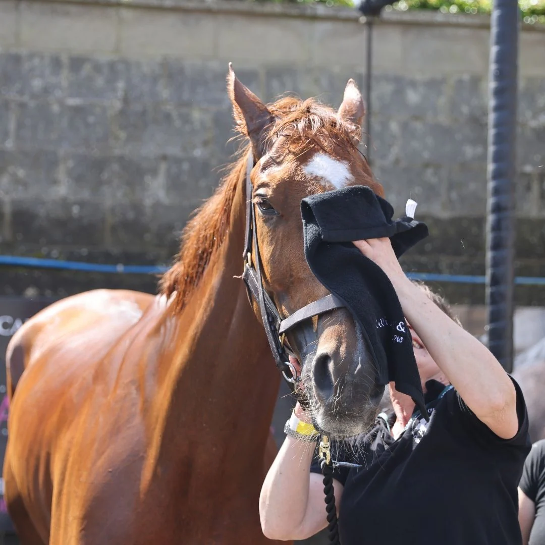 Carr & Day & Martin Horse Grooming Towel - Image 2