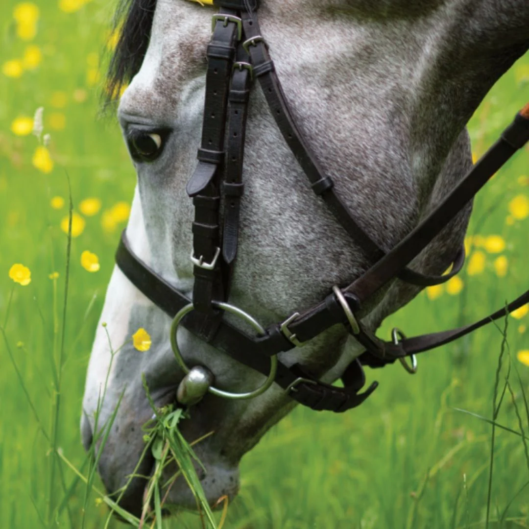Foran Equine Nutri-Calm Gel - Image 3