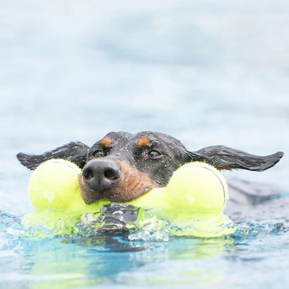 KONG AirDog Squeaker Bone - Image 2