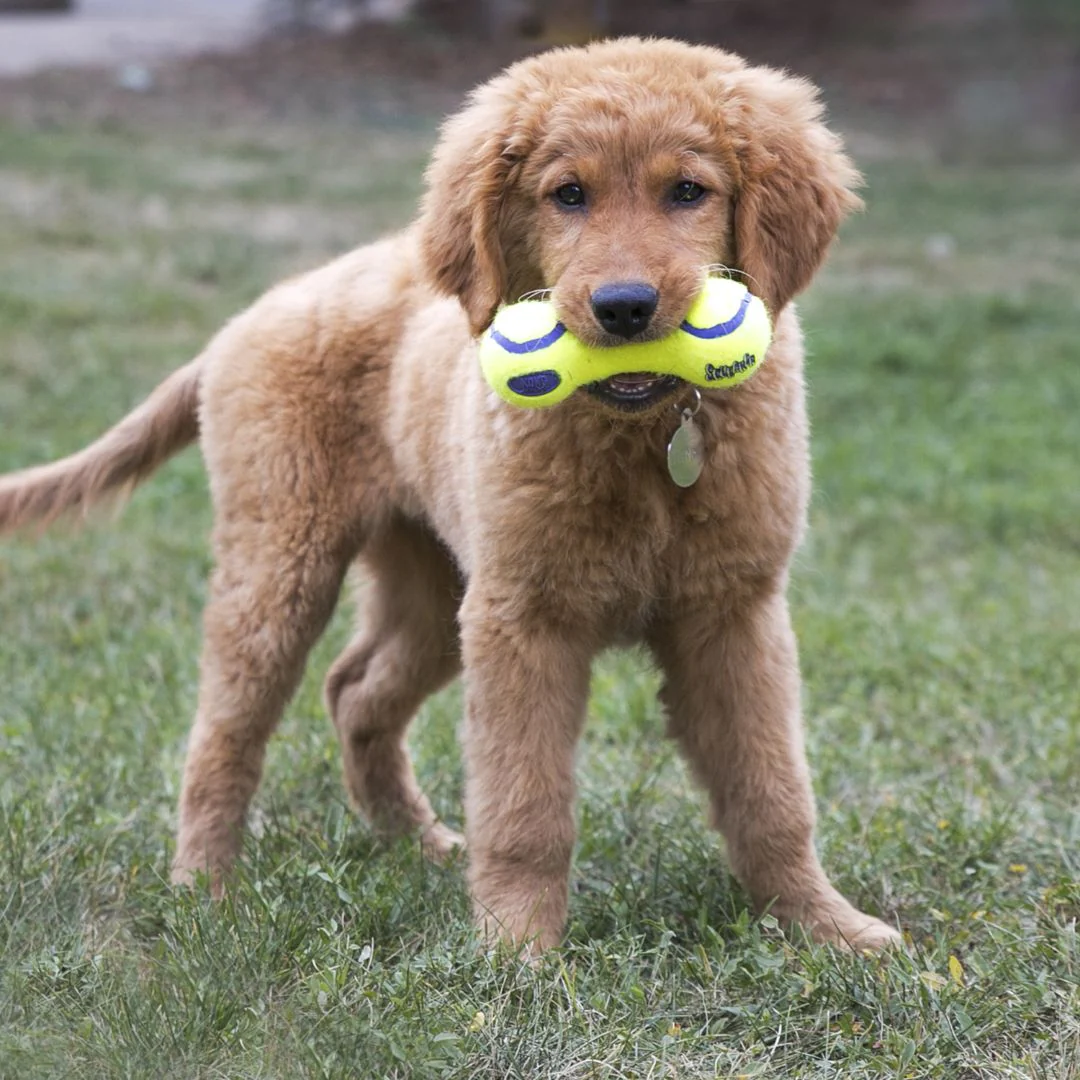 KONG AirDog Squeaker Dumbbell - Image 2