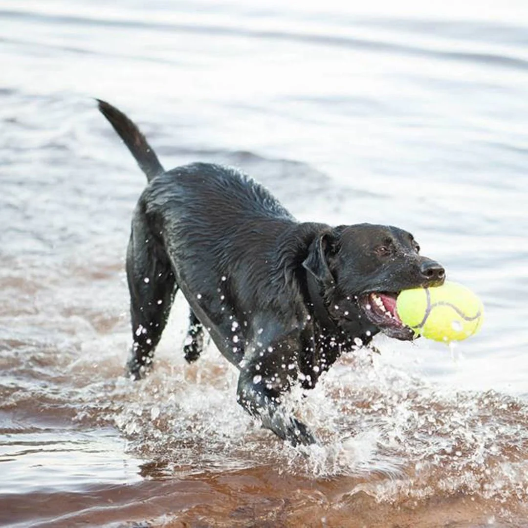 KONG AirDog Squeaker Football - Image 2