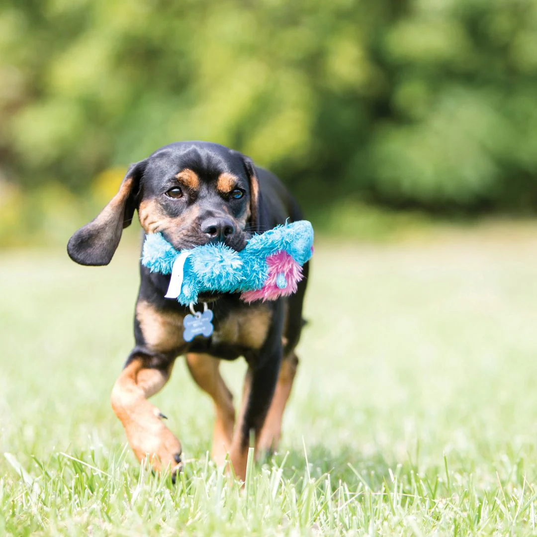 KONG Cozie Brights Dog Plush Toy - Image 2