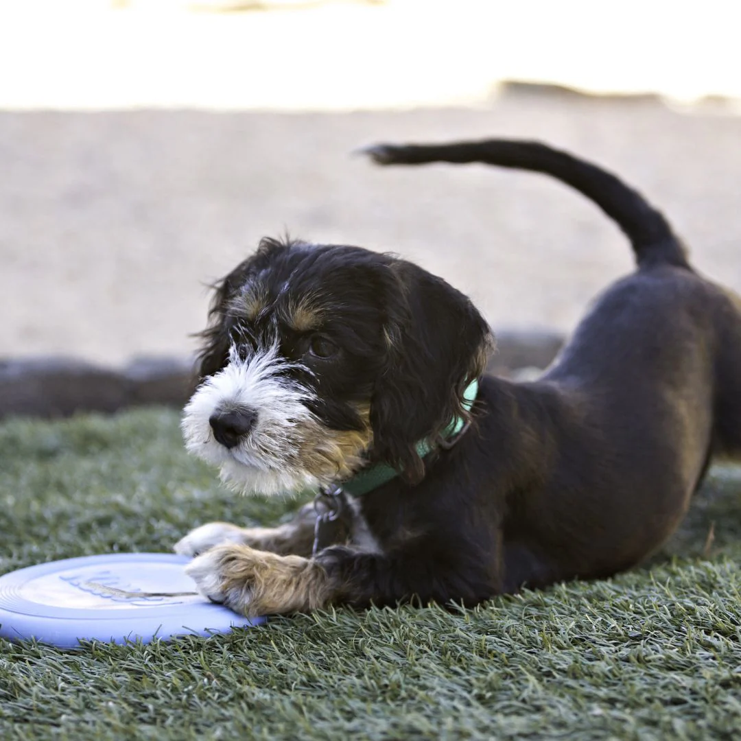 KONG Puppy Flyer - Image 4