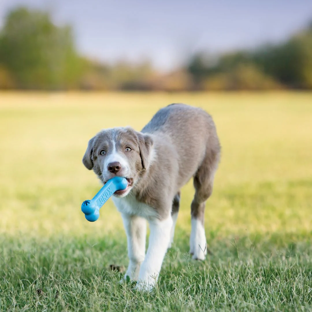 KONG Puppy Goodie Bone - Image 3