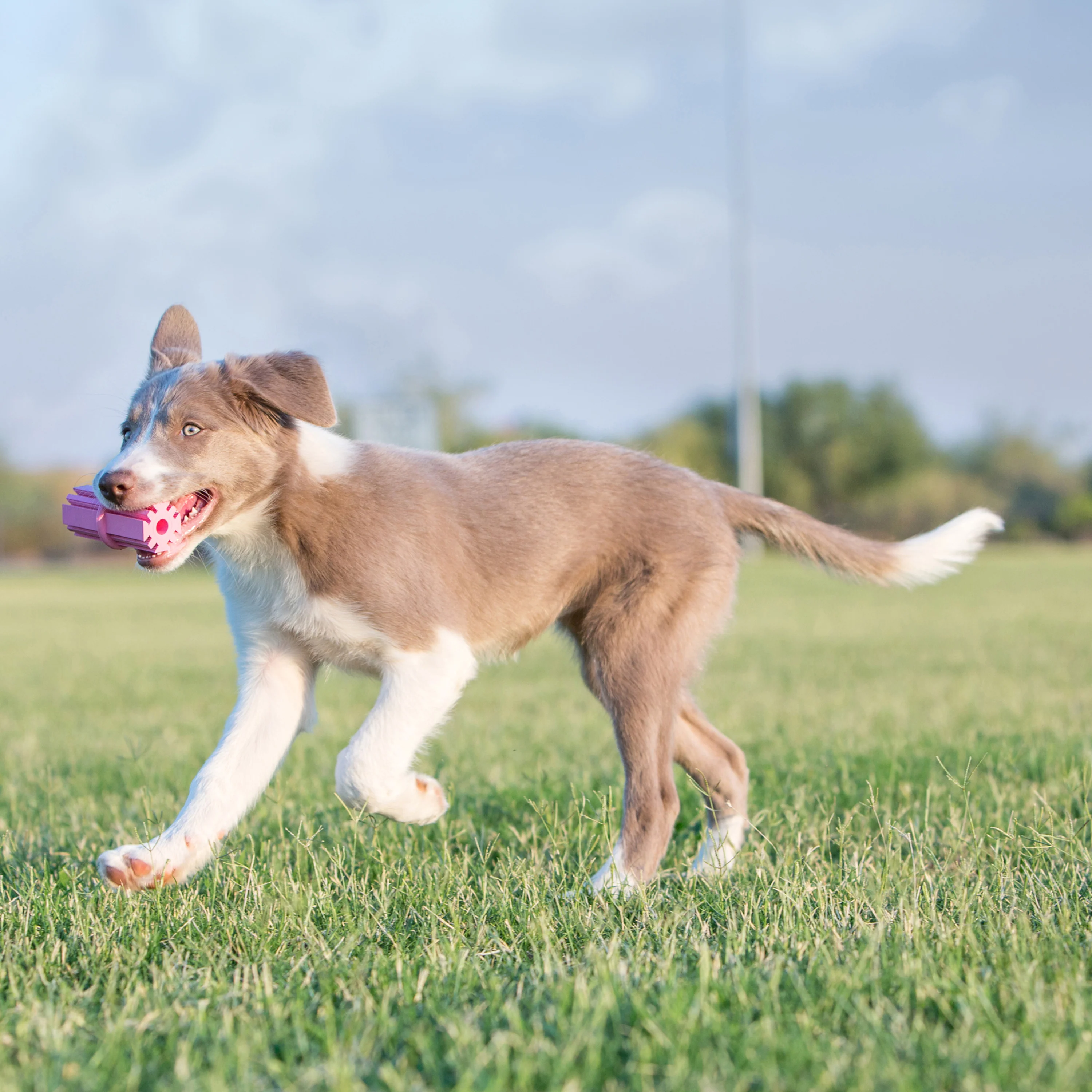 KONG Puppy Teething Stick - Image 5