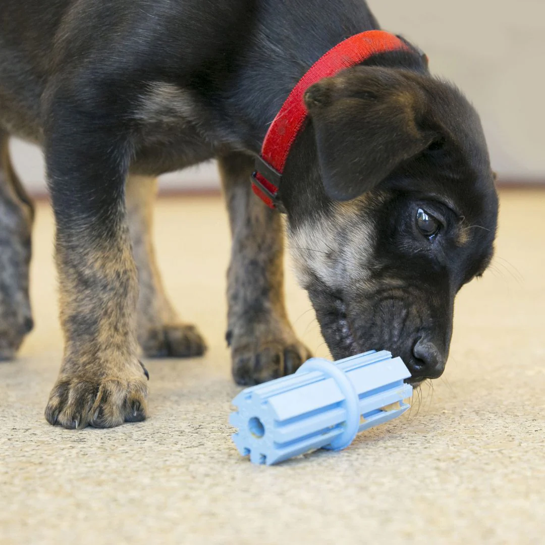 KONG Puppy Teething Stick - Image 6