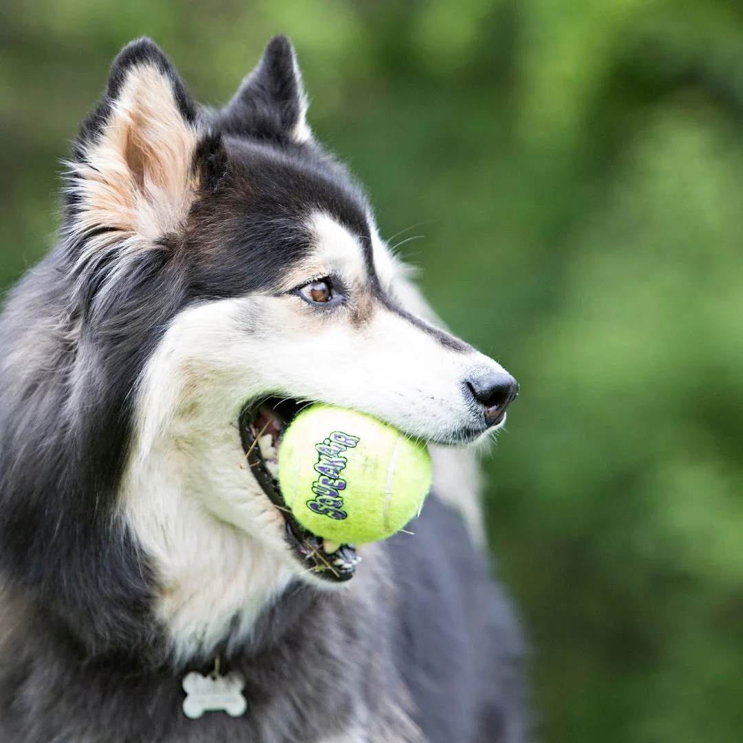 KONG SqueakAir Ball - Image 3