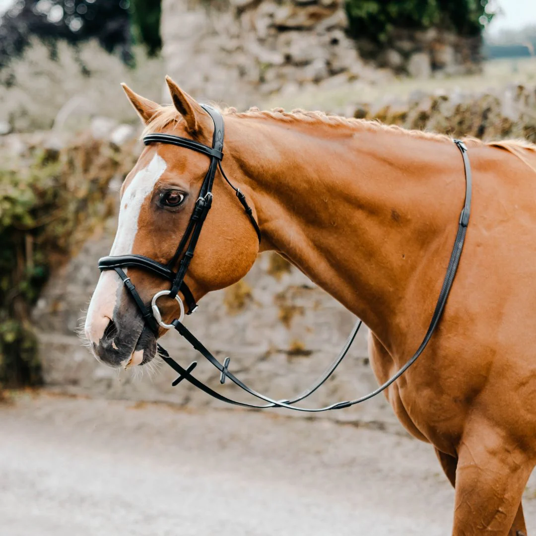 Mackey Legend Athena Bridle in Black - Image 4