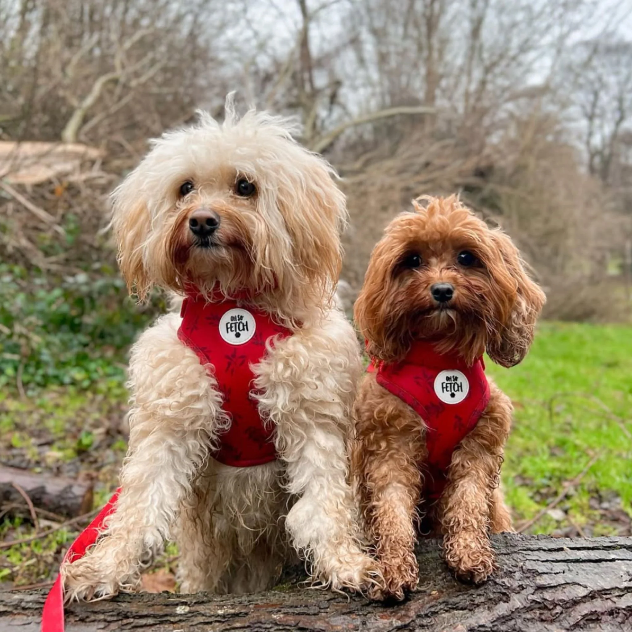 Oh So Fetch Mulberry Padded Dog Harness in Red - Image 4