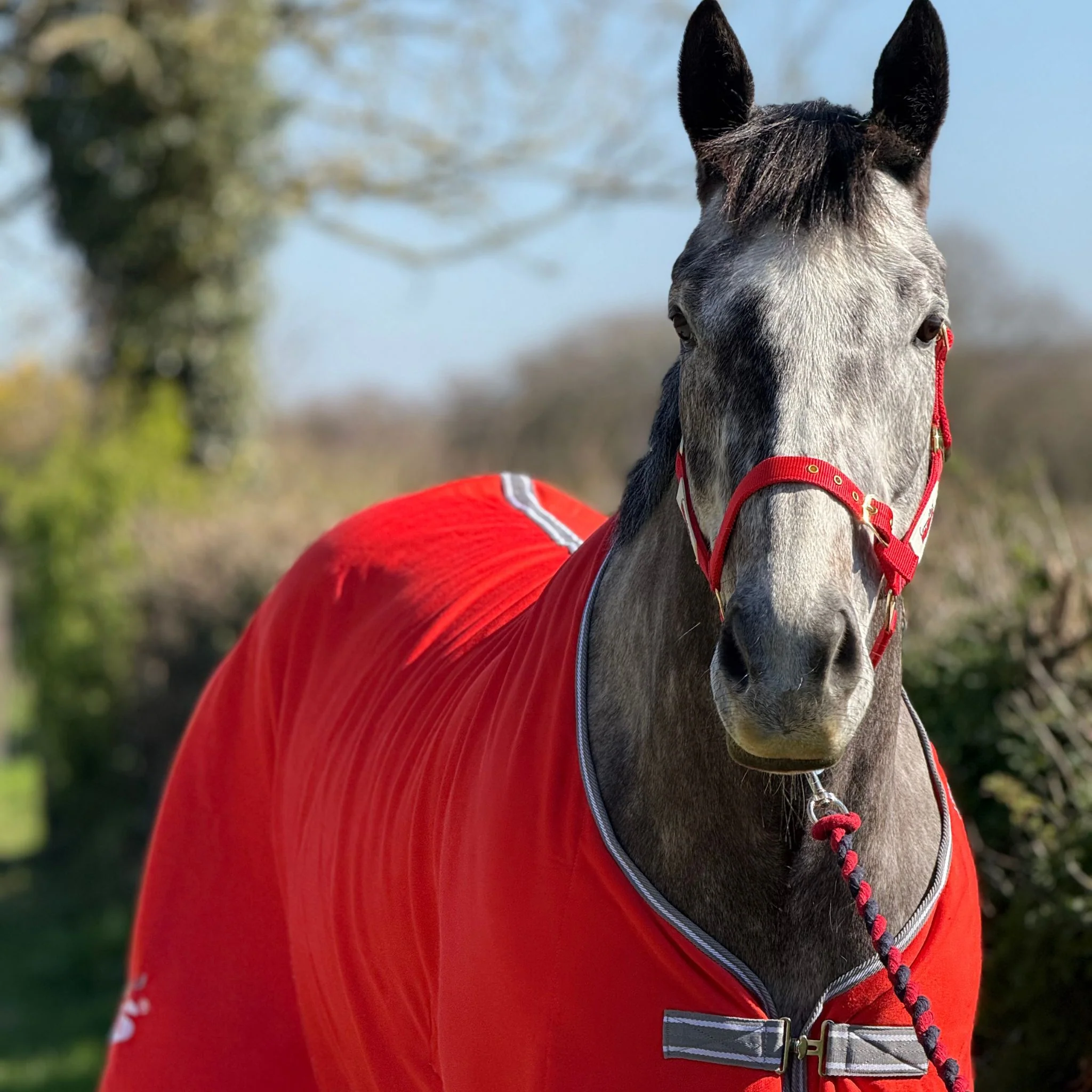Red Mills Horse Headcollar in Red - Image 2