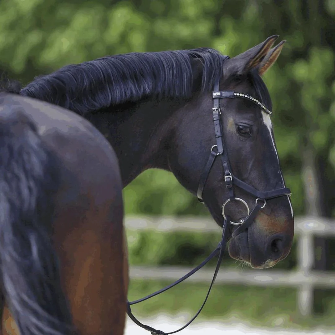 Sprenger Loose Ring Mullen Snaffle Port Bit - Image 2