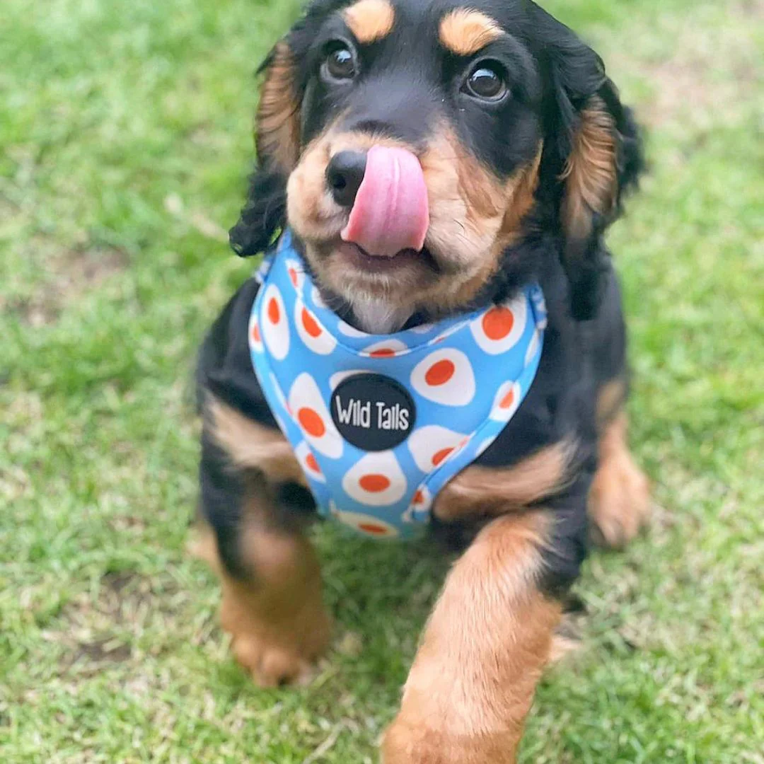 Wild Tails Brunch Bae Dog Harness - Image 3