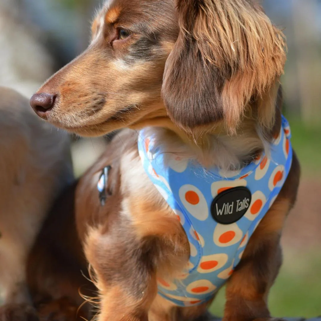 Wild Tails Brunch Bae Dog Harness - Image 4