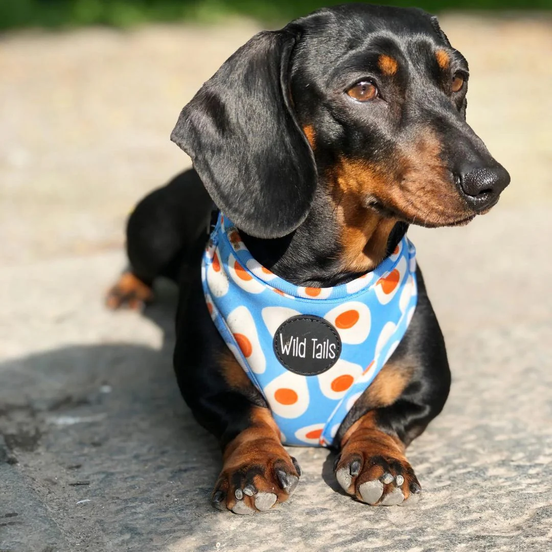 Wild Tails Brunch Bae Dog Harness - Image 5