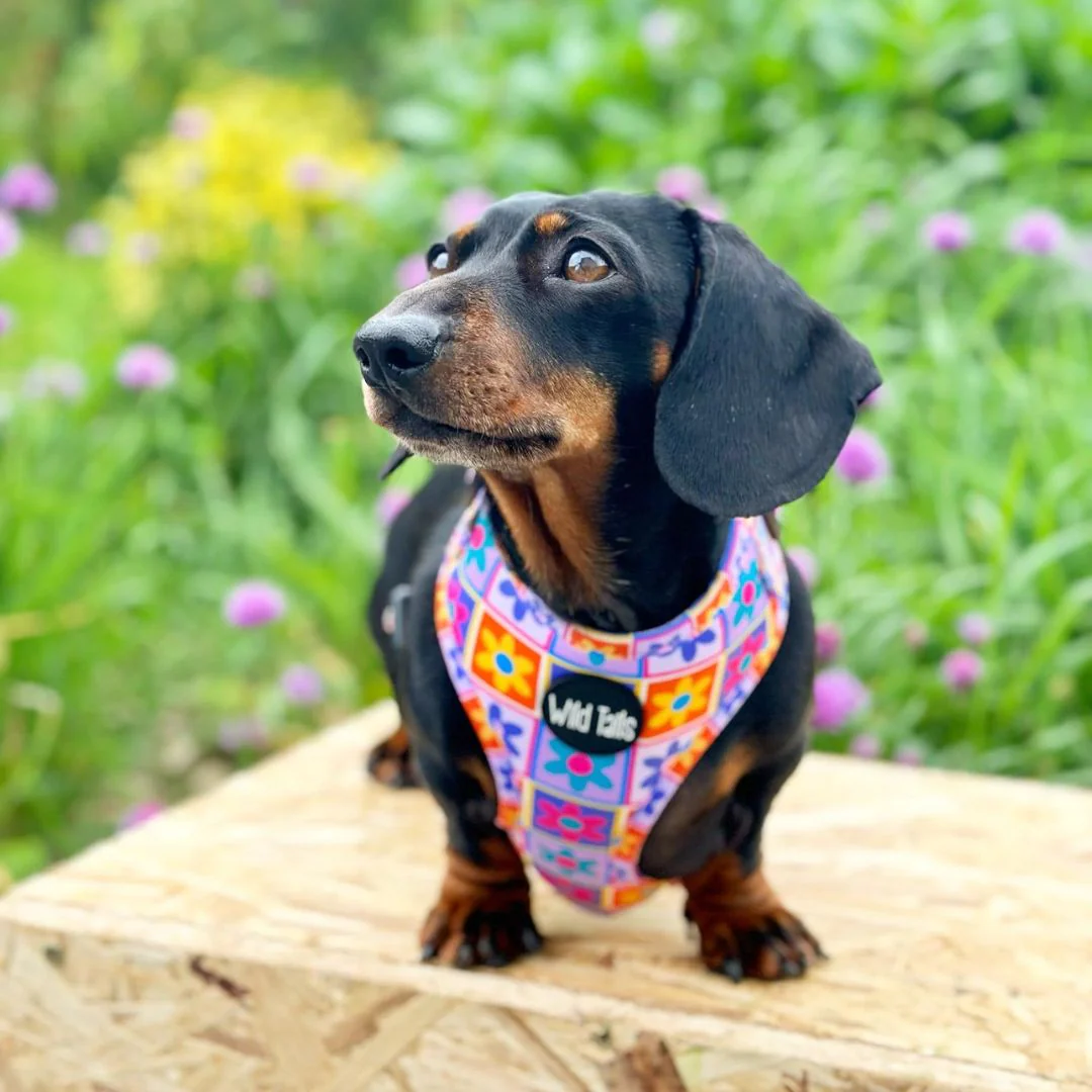 Wild Tails Flower Power Dog Harness - Image 3