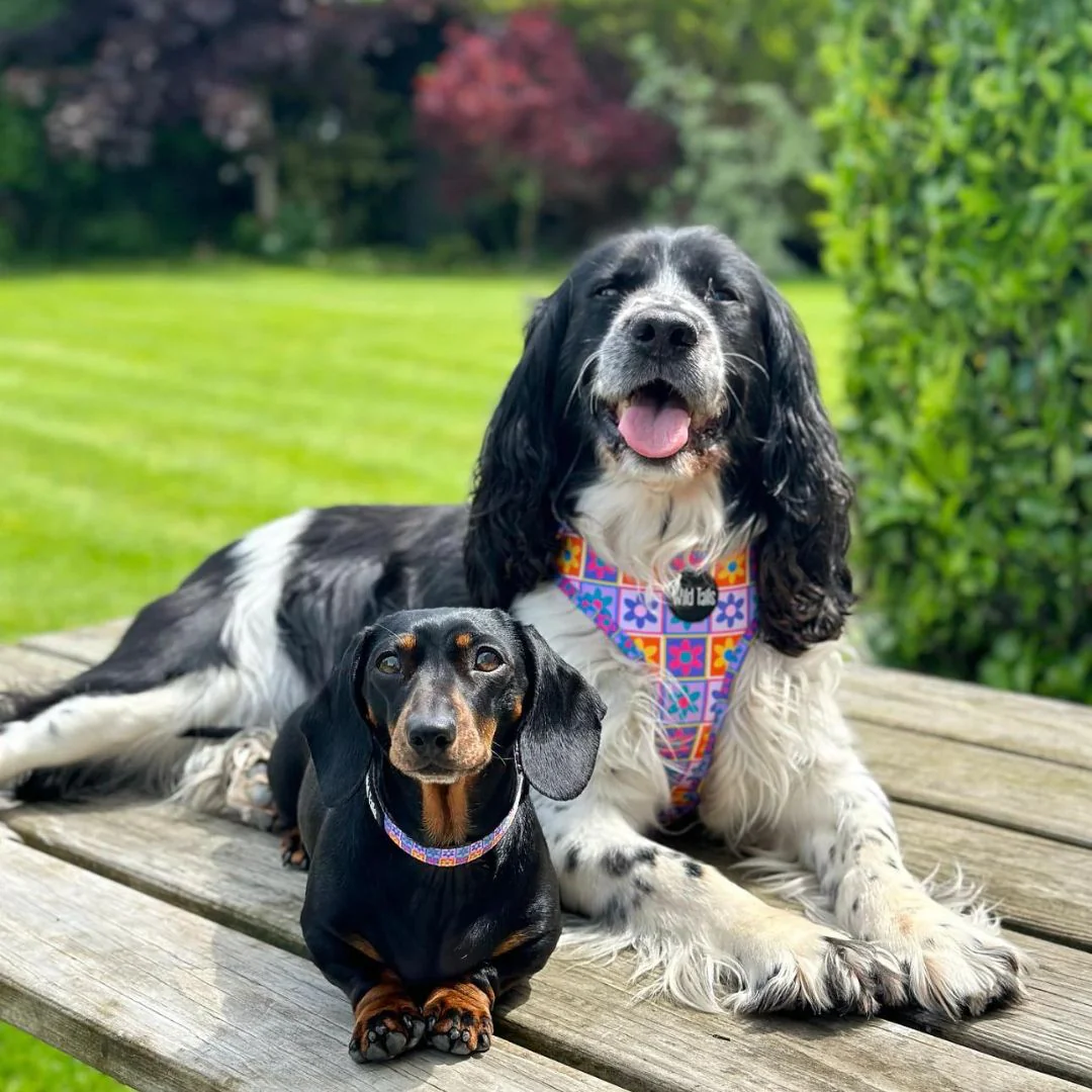 Wild Tails Flower Power Dog Harness - Image 5