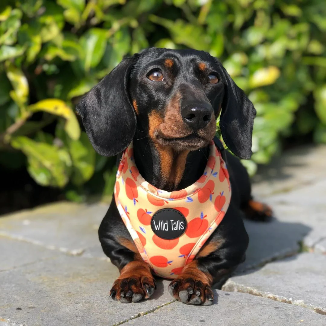 Wild Tails Georgia Dog Harness