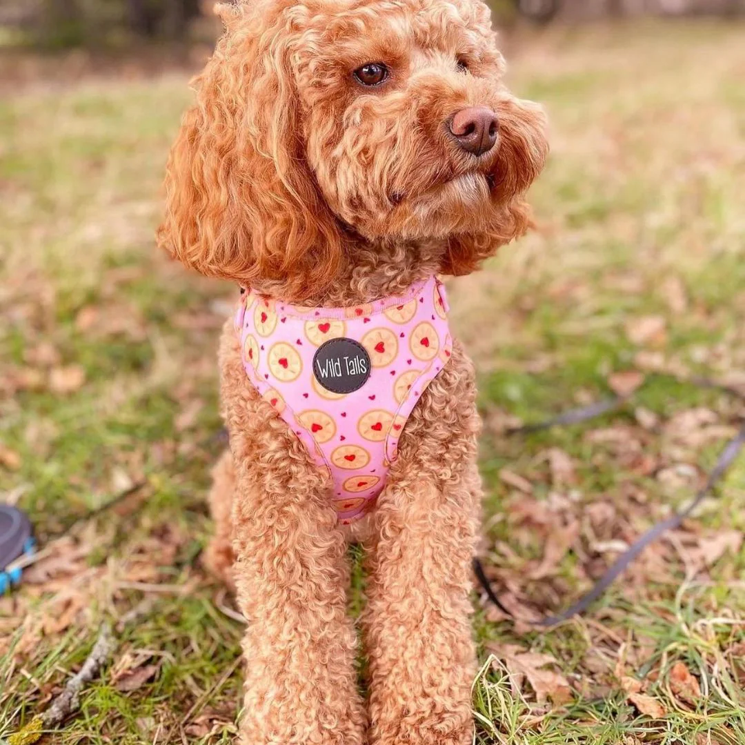 Wild Tails I Don't Give a Jam Dog Harness - Image 5